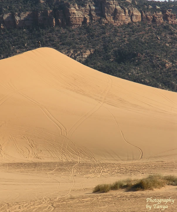 Coral Pink Sand Dunes photo