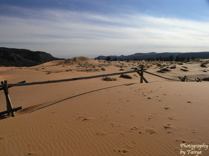 Coral Pink Sand Dunes Photo