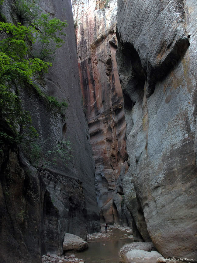 Zion Narrows Photo
