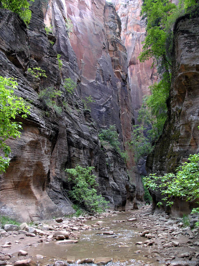 Zion Narrows Photo