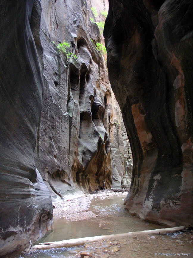 Zion Narrows Photo