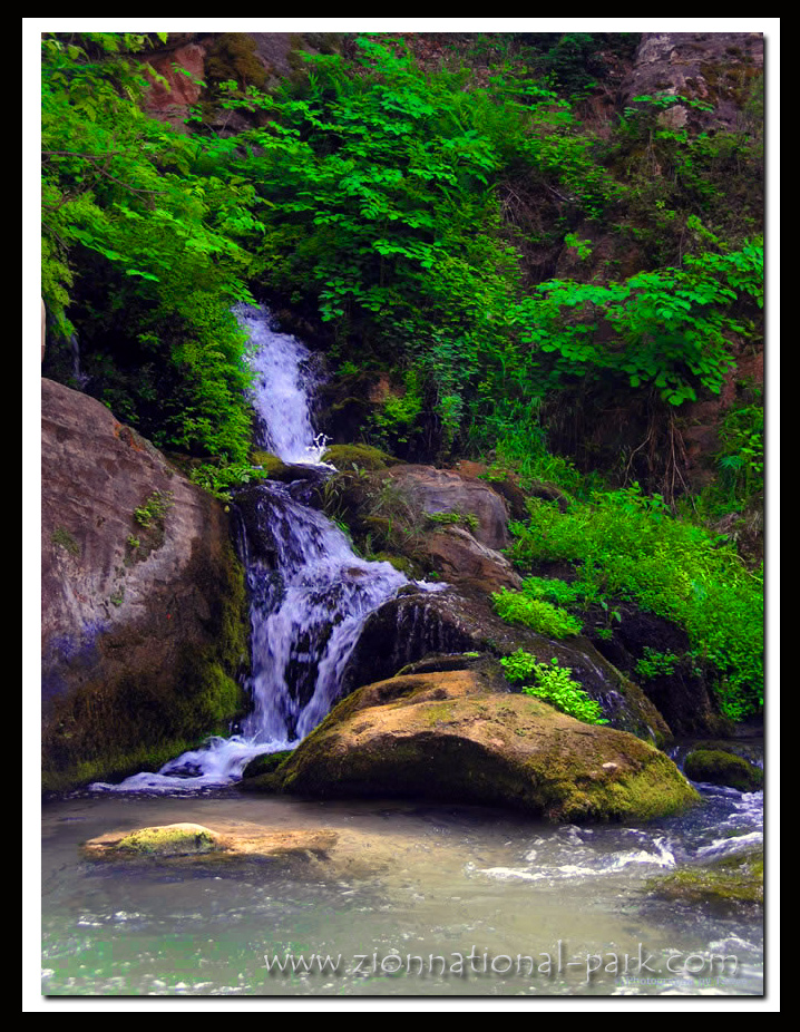 Big Spring Photo - Zion Narrows