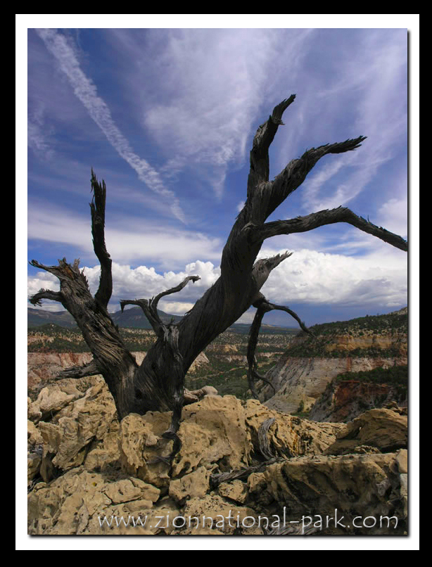 Zion National Park photo