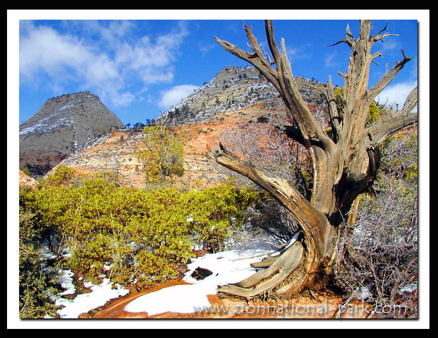 Zion National Park Photo - East Zion