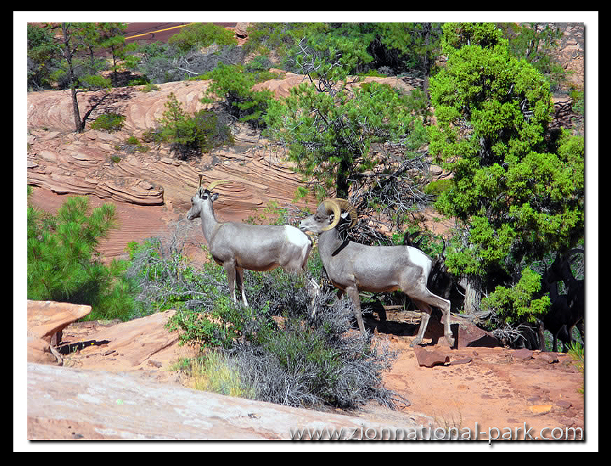 Zion Photo - Bighorn Sheep 