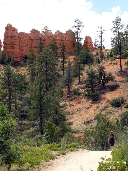 Mossy Cave Trail Photo in Bryce Canyon 