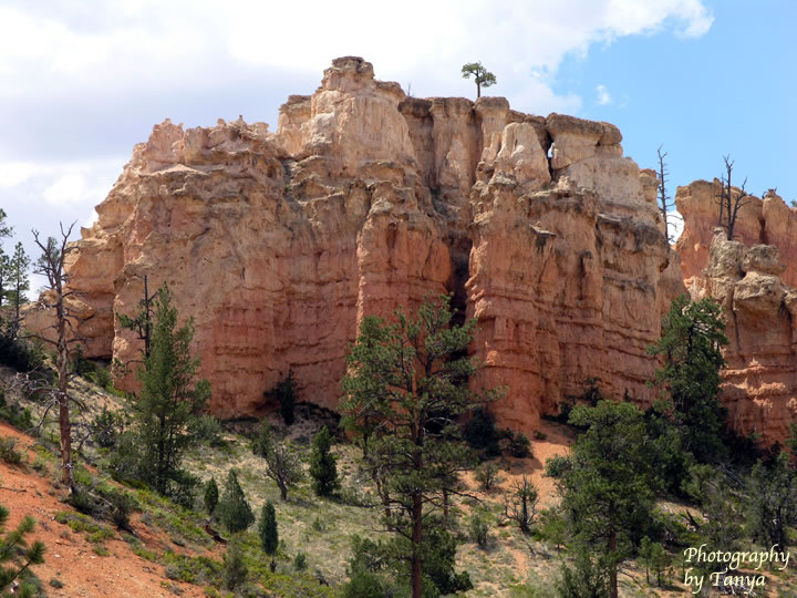 Mossy Cave - Bryce Canyon Photo