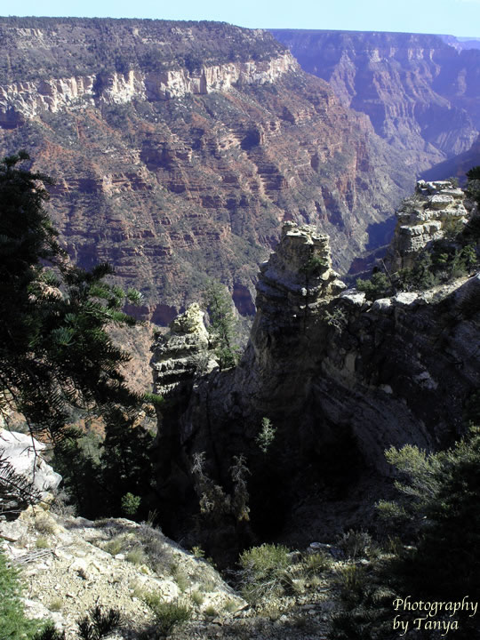 Photograph Widforss Trail