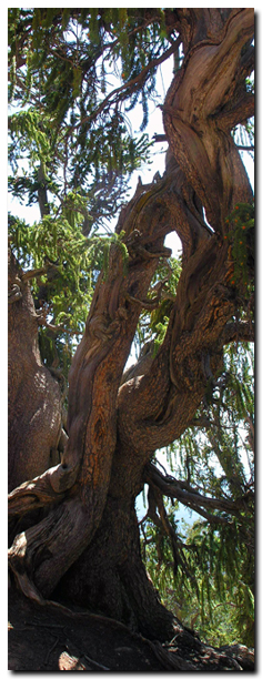 Bristlecone Pine on Cedar Mountain in Dixie National Forest