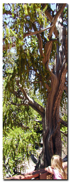 Bristlecone Pine Trail