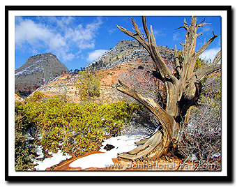 Winter on Zion's east-side