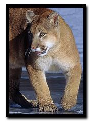 Mountain Lion - NPS free use photo