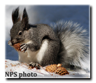 NPS photo - Kaibab Squirrel