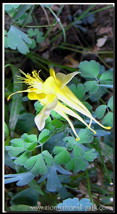 Zion Flora: Golden Columbine